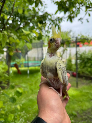 wunderschöne Nympensittich nestlige