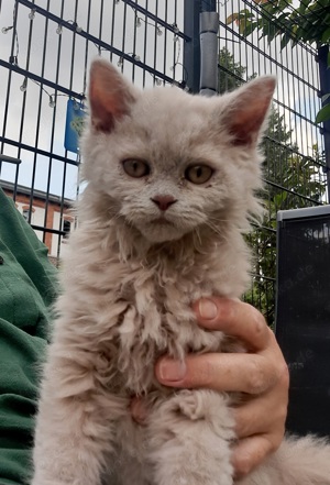 Selkirk Rex Katerchen 