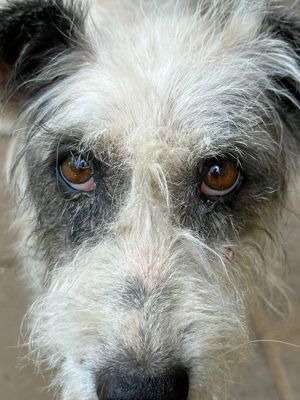 Pajti, liebenswerte Hundedame, ca. 12 Jahre, ca. 12 kg