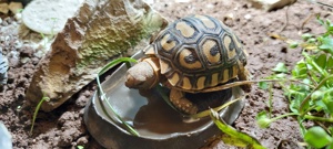 Pantherschildkröte, Stigmochelys pardalis babcocki  Bild 2