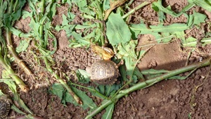 Pantherschildkröte, Stigmochelys pardalis babcocki  Bild 3