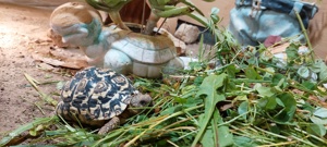 Pantherschildkröte, Stigmochelys pardalis babcocki  Bild 4