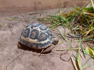 Pantherschildkröte, Stigmochelys pardalis babcocki 