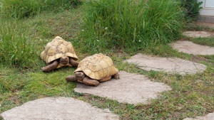 Pantherschildkröte, Stigmochelys pardalis babcocki  Bild 10