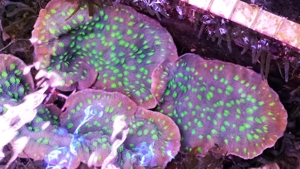 Koralle Chalice Meerwasser Echinopora lamellosa Bild 2