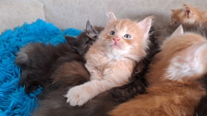 Maine Coon Kitten Reinrassige 