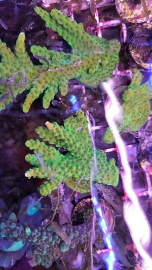 Korallen SPS Acropora Montipora Meerwasser  Bild 4