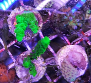 Korallen SPS Acropora Montipora Meerwasser  Bild 7