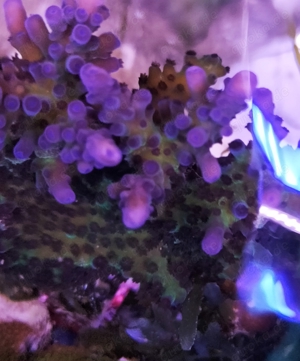 Korallen SPS Acropora Montipora Meerwasser  Bild 5