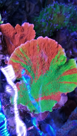 Korallen SPS Acropora Montipora Meerwasser  Bild 9