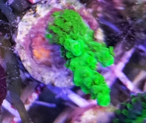 Korallen SPS Acropora Montipora Meerwasser  Bild 6