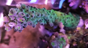 Korallen SPS Acropora Montipora Meerwasser  Bild 2