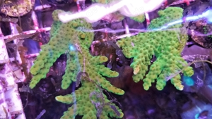Korallen SPS Acropora Montipora Meerwasser  Bild 3