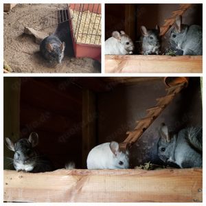 Chinchilla Männchen suchen neues Zuhause