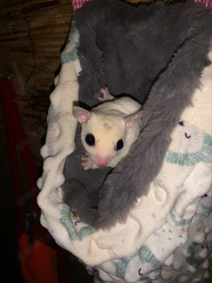 sugar glider