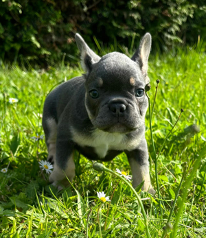 Französische Bulldoggen Welpen mit Stammbaum   Black Merle Tan   Lilac Merle Tan   Blue Tan  Bild 5