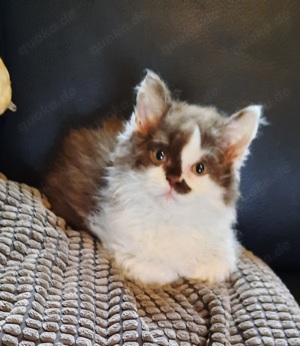 Selkirk Rex Katerchen 