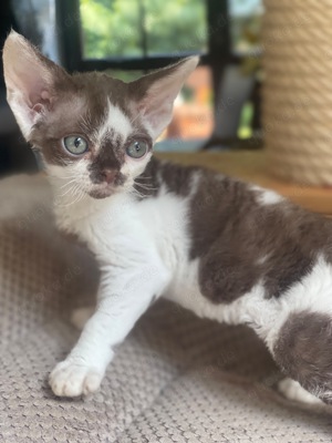 devon rex kater . Stammbaum fife 