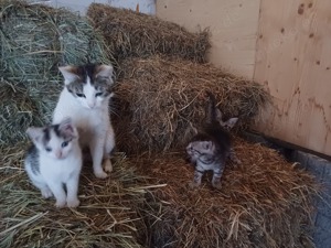 Verspielte Katzenbabys 