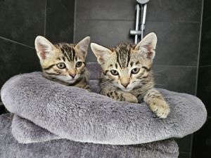 Bengal baby Katzen 2 Mädels, Bild 2