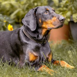 Neo - Europ. Dobermann - 6 Jahre - Tierhilfe Franken 