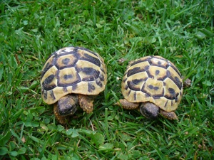 Landschildkröten Nachzucht 2023 THB