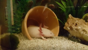 Axolotl