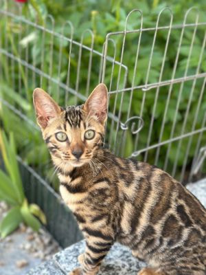 Bengal kitten 