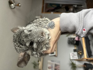 Chinchilla geschwister 