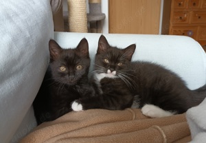 BKH-Kitten, schwarz, schwarz-weiss Bild 5