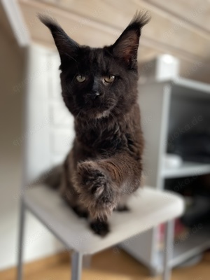 Maine Coon Katze mit Stammbaum