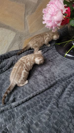 Bengal Kitten : Mink  weiblich ,  Mink und Braun männlich- zum Reservieren Bild 3