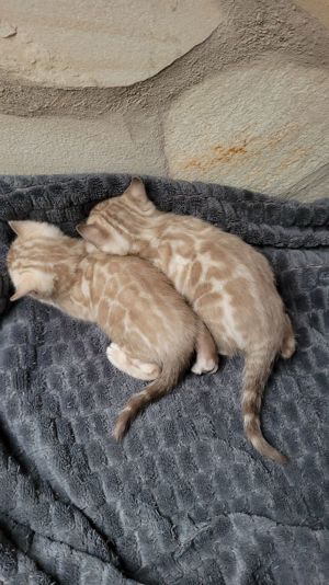 Bengal Kitten : Mink  weiblich ,  Mink und Braun männlich- zum Reservieren Bild 4