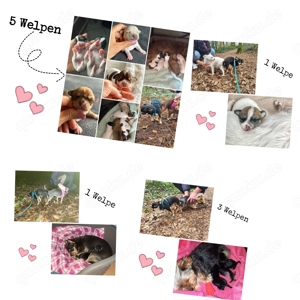 Wunderschöner Chihuahua Deckrüde Bild 9