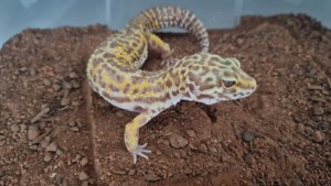 Leopardgecko Weibchen Tangerin bell albino