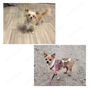 Wunderschöner Chihuahua Deckrüde Bild 10