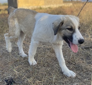 Sakura, geb. ca.05 2022, lebt in GRIECHENLAND, auf einer privaten Pflegestelle Bild 6