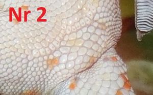 4.0 Gekko gecko, Tokeh Männchen, DNZ 2024 Bild 5