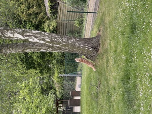 Hübscher Simba wartet sehnsüchtig auf eine Katzendame, der er seine Gunst erweisen kann! Bild 3
