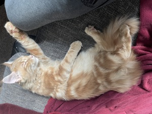 Hübscher Simba wartet sehnsüchtig auf eine Katzendame, der er seine Gunst erweisen kann! Bild 2