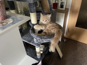 Hübscher Simba wartet sehnsüchtig auf eine Katzendame, der er seine Gunst erweisen kann! Bild 4
