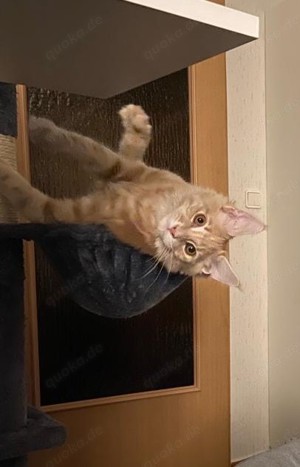 Hübscher Simba wartet sehnsüchtig auf eine Katzendame, der er seine Gunst erweisen kann! Bild 7