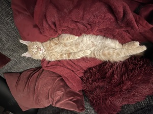 Hübscher Simba wartet sehnsüchtig auf eine Katzendame, der er seine Gunst erweisen kann! Bild 8