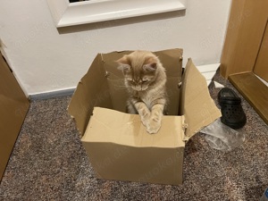 Hübscher Simba wartet sehnsüchtig auf eine Katzendame, der er seine Gunst erweisen kann! Bild 9