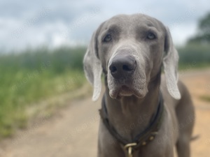 Weimaraner Deckrüde FCI Bild 2