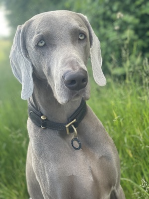 Weimaraner Deckrüde FCI Bild 3