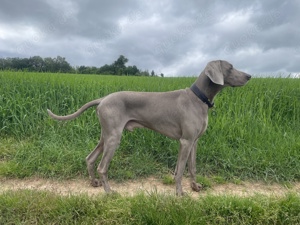 Weimaraner Deckrüde FCI Bild 4