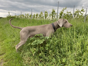 Weimaraner Deckrüde FCI Bild 5