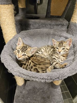 Bengal baby Katzen 2 Mädels, Bild 1