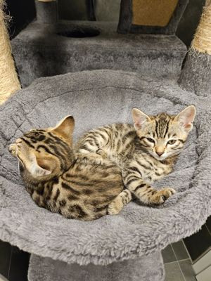 Bengal baby Katzen 2 Mädels, Bild 10